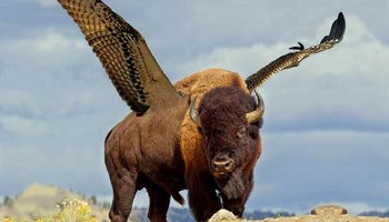 Photoshopped bison with giant feathered wings, a nod to Buffalo wings
