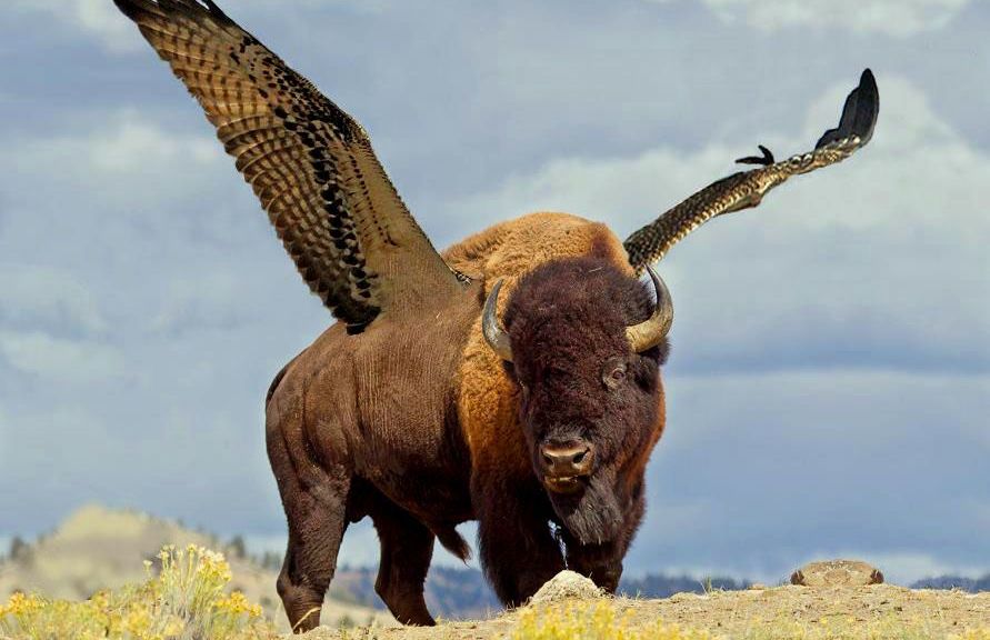 Photoshopped bison with giant feathered wings, a nod to Buffalo wings