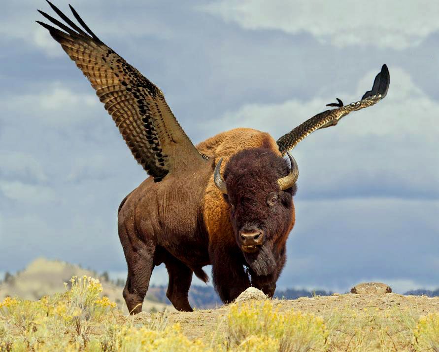 History Of Buffalo Wings » New WingMen